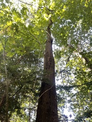 Kretzschmaria deusta