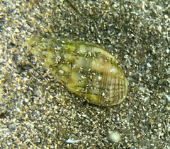 Tritia nitida