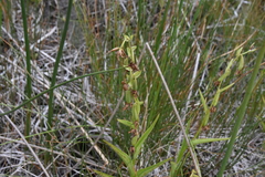 Epipactis gigantea