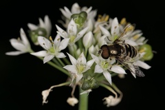 Eristalis dimidiata