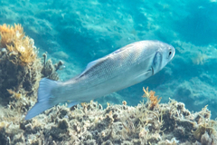 Dicentrarchus labrax