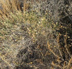 Lepidospartum squamatum