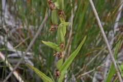 Epipactis gigantea
