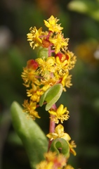 Tetragonia fruticosa