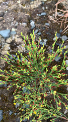 Hypericum gentianoides