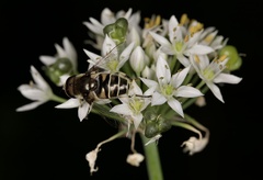 Eristalis dimidiata