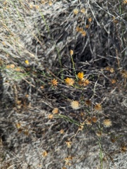 Lepidospartum squamatum