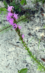 Liatris chapmanii