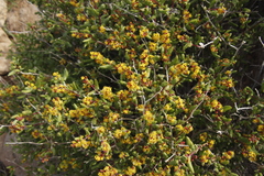 Tetragonia fruticosa