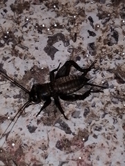 Melanogryllus desertus