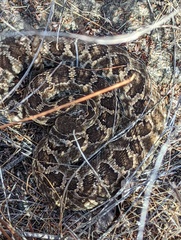 Crotalus oreganus helleri