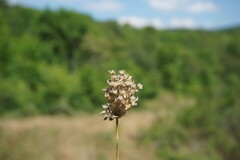 Allium rotundum