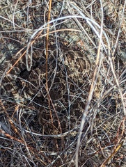 Crotalus oreganus helleri