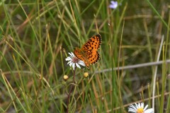 Boloria selene