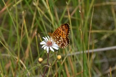 Boloria selene