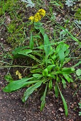 Solidago simplex