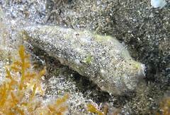 Cerithium vulgatum