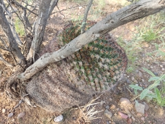 Mammillaria grusonii