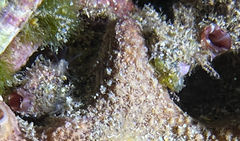 Microcosmus polymorphus