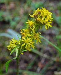 Solidago simplex