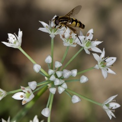 Helophilus fasciatus