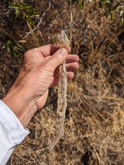 Elgaria multicarinata webbii