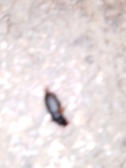 Harpalus rufipes