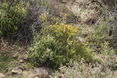 Tetragonia fruticosa