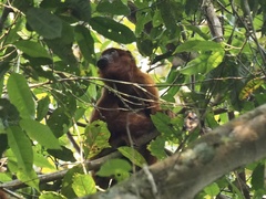 Alouatta seniculus