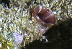 Microcosmus polymorphus