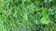 Poa annua