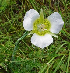 Calochortus gunnisonii