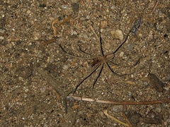 Kukulcania