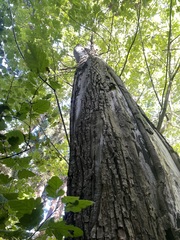 Kretzschmaria deusta