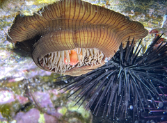 Actinia striata