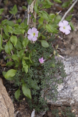 Oxalis comosa