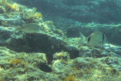 Diplodus vulgaris