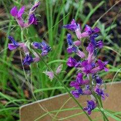 Oxytropis lambertii