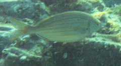 Sarpa salpa