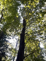 Kretzschmaria deusta