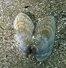 Tapetinae