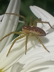 Dolomedes