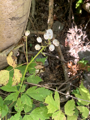 Actaea
