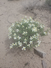 Zinnia acerosa