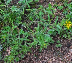 Heterotheca villosa foliosa