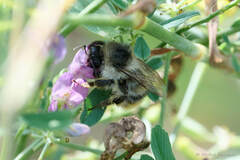 Bombus sylvarum
