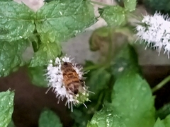 Eristalinus taeniops