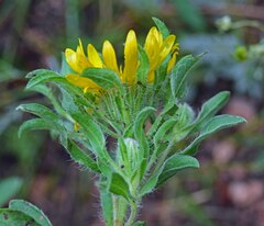 Heterotheca villosa foliosa