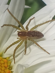 Dolomedes