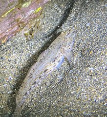 Gobius incognitus